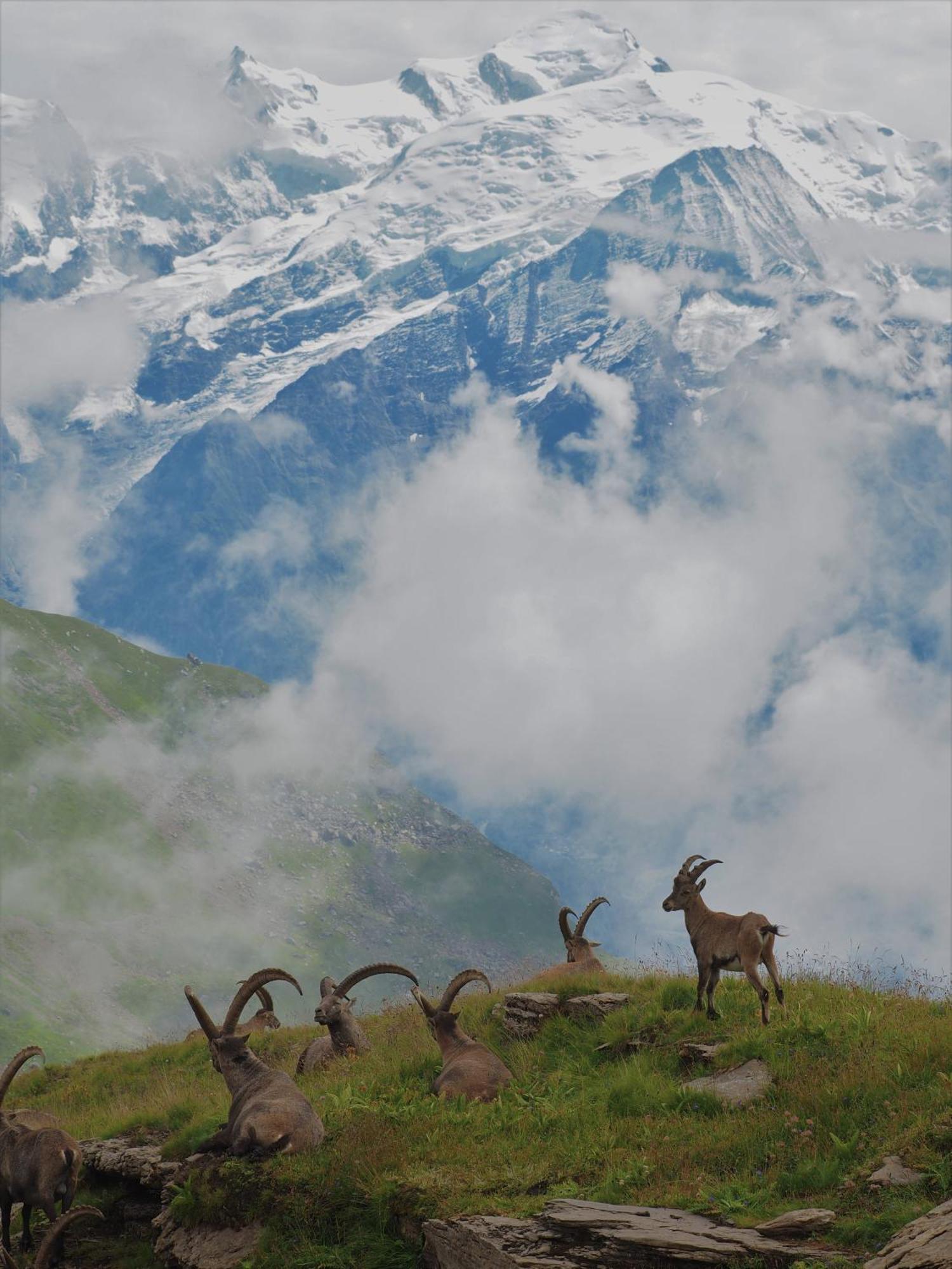 Chalet Arpitan - Les Carroz - Grand Massif Dış mekan fotoğraf